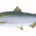 Рыбалка на Камчатке: кижуч